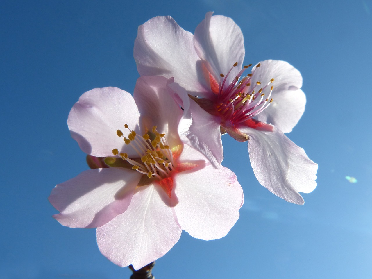 almond tree almond tree in blossom flower free photo