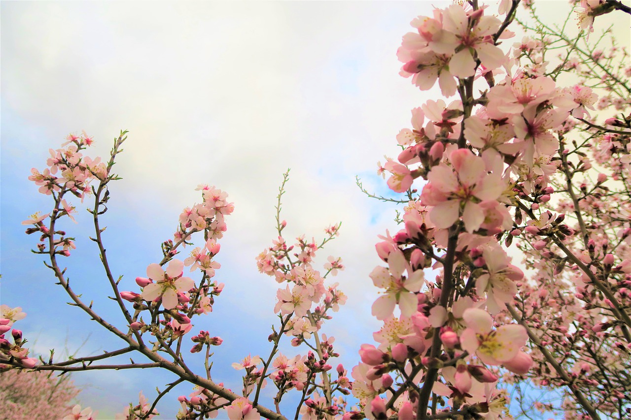 almond tree flower tree free photo