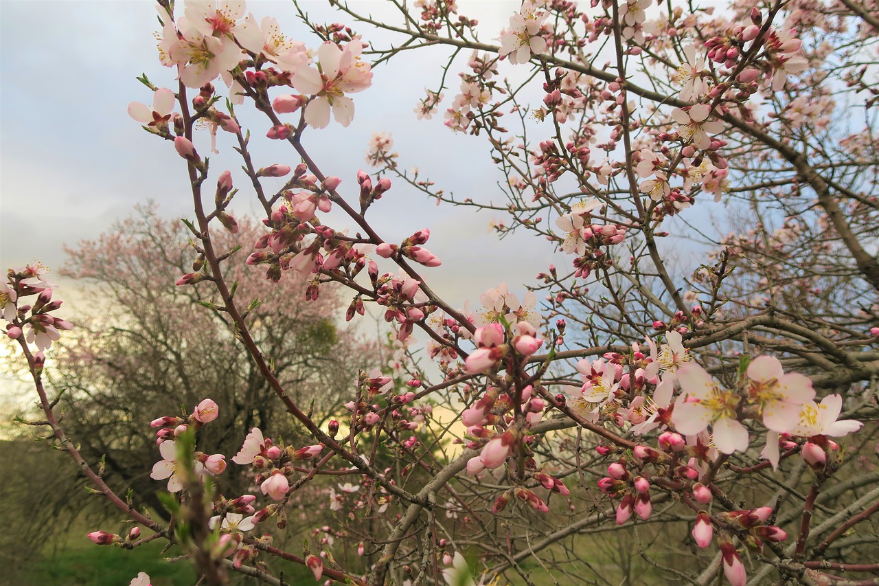 almond tree tree flower free photo