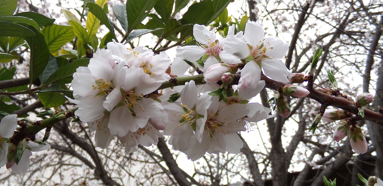 almond tree  flower  flowering free photo
