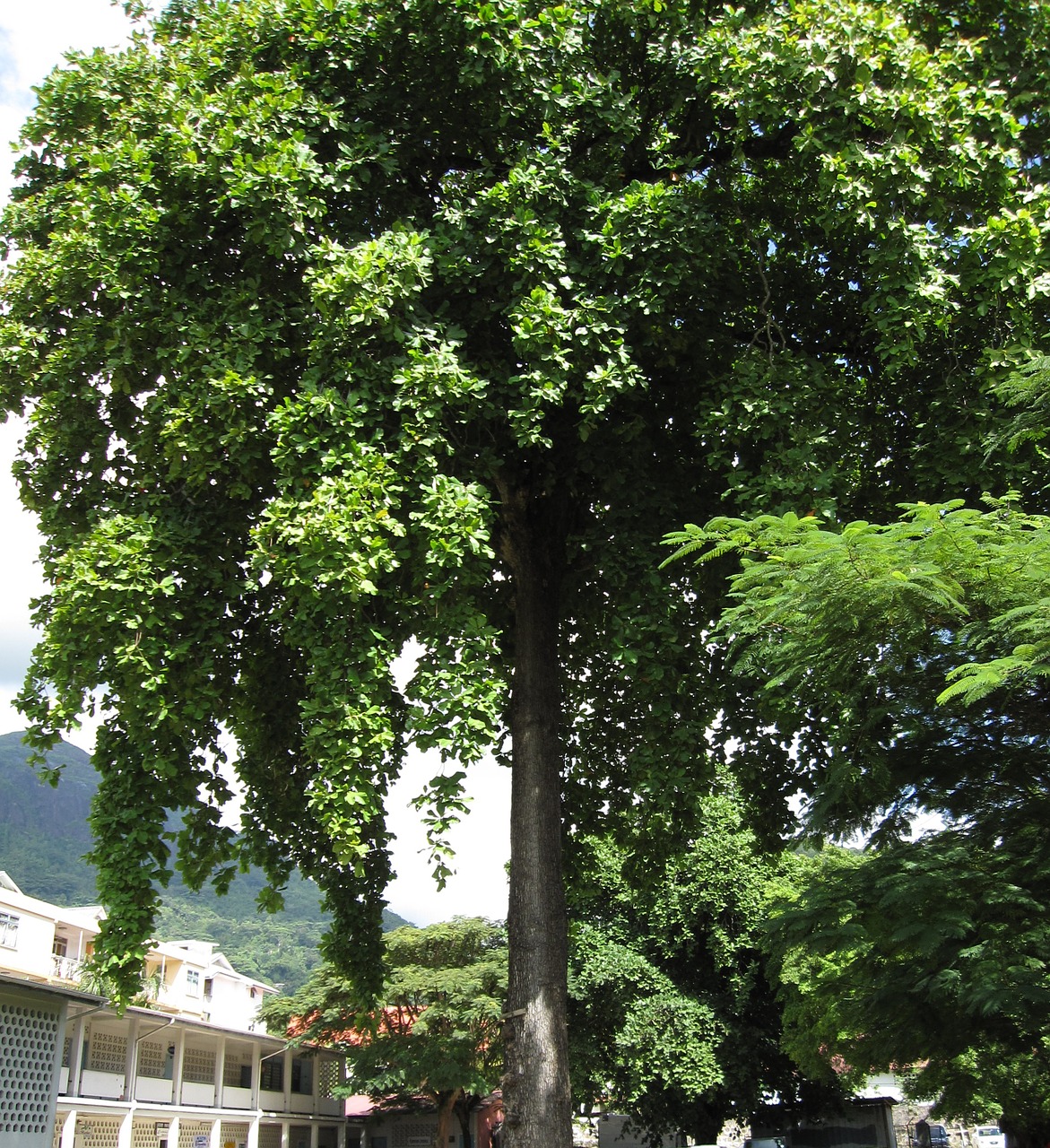 almond tree tree lush free photo