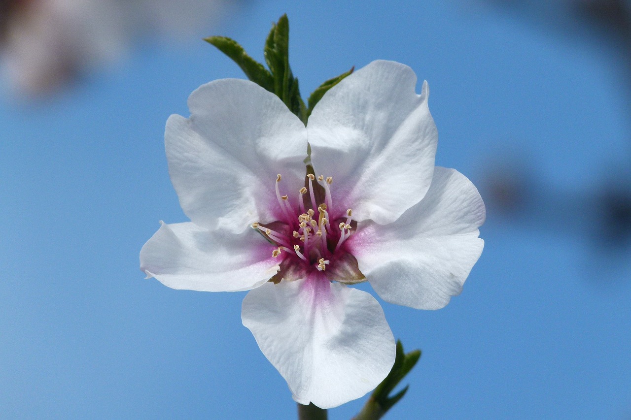 almond tree  flower  almond flower free photo