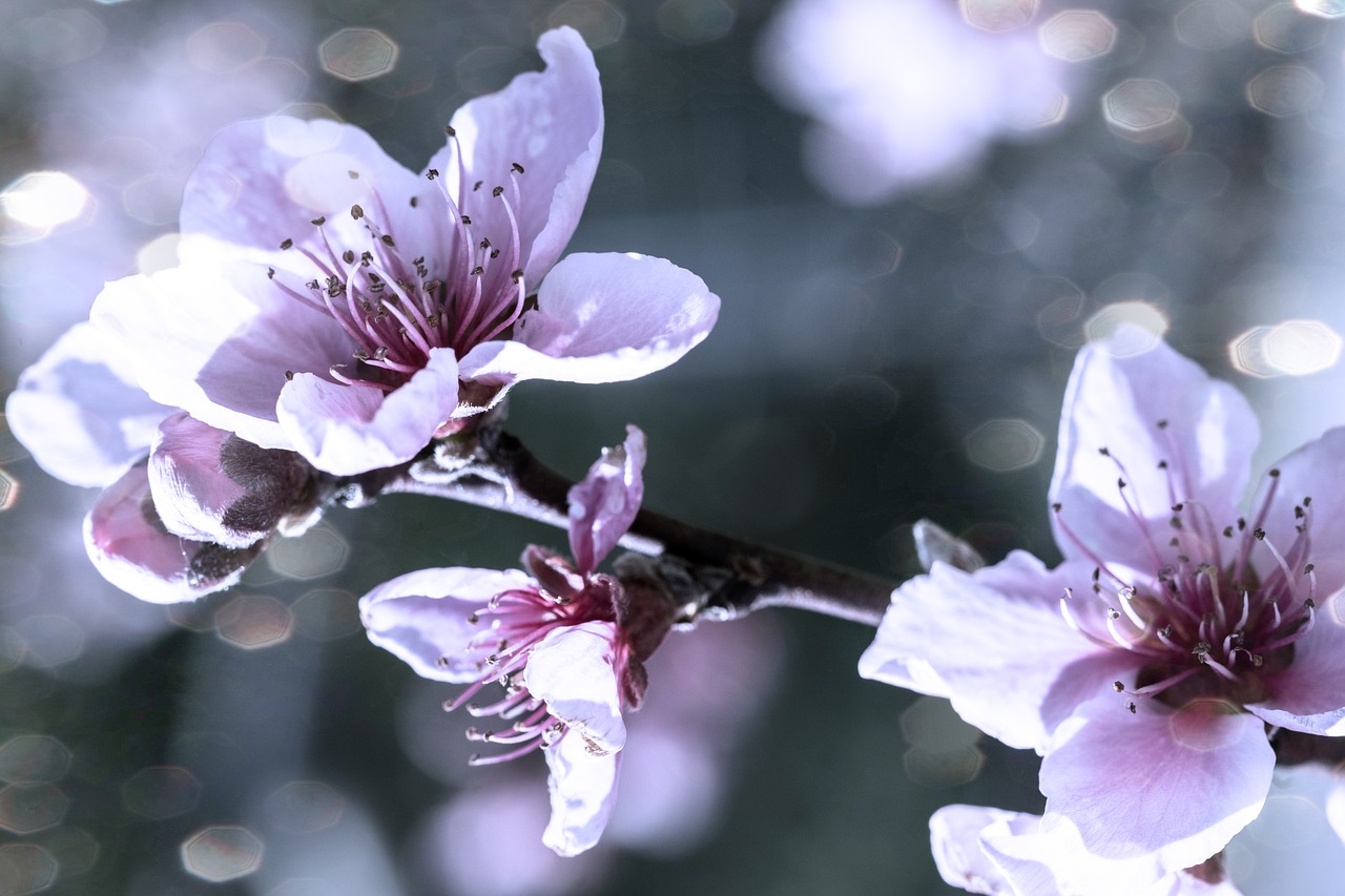 almond tree  blossom  spring free photo