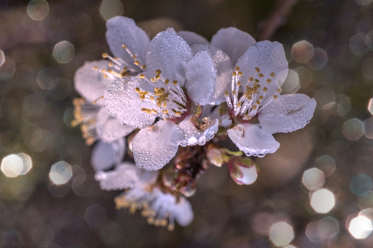 almond tree  blossom  spring free photo