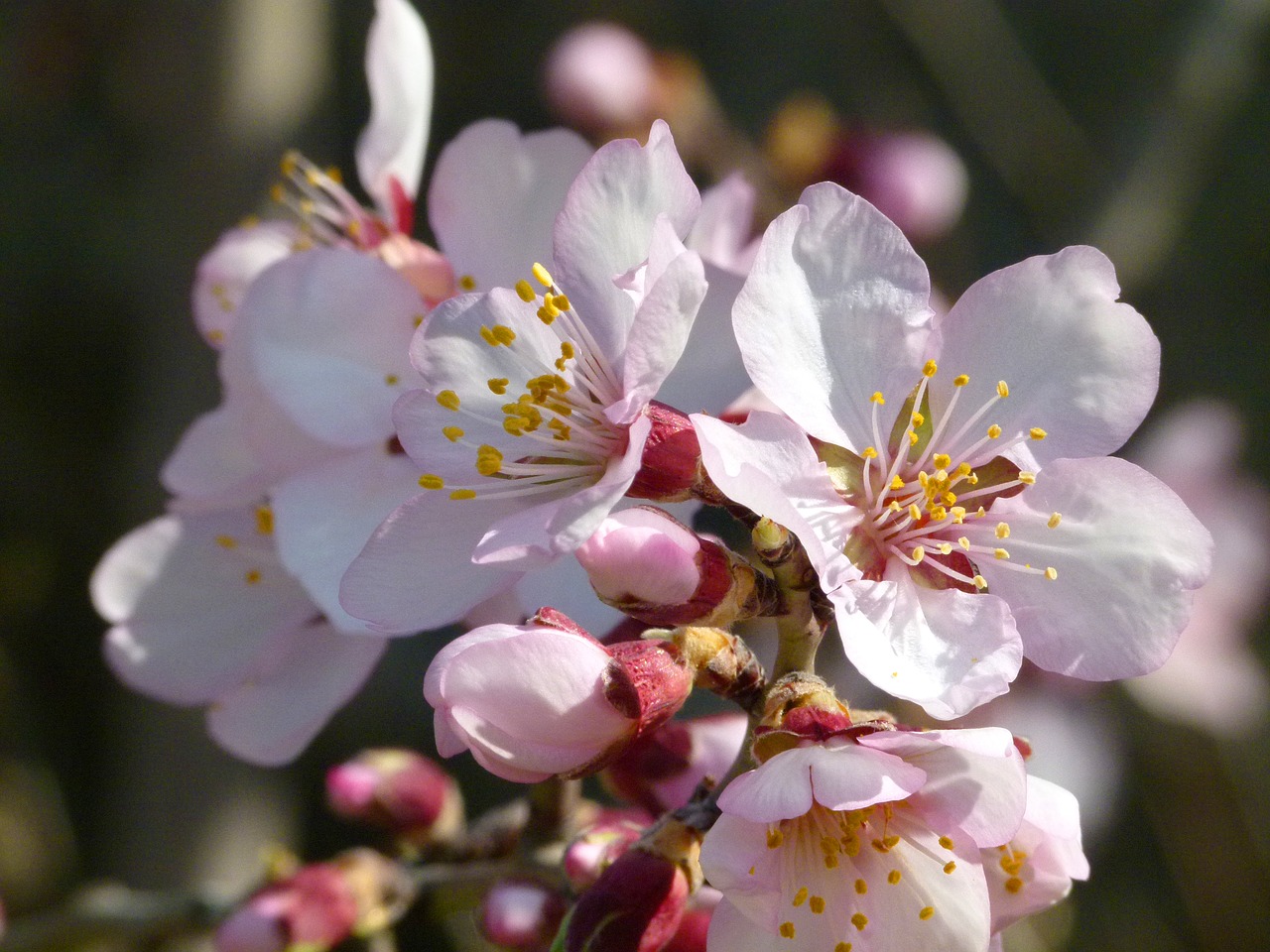 almond tree  flower  knob free photo