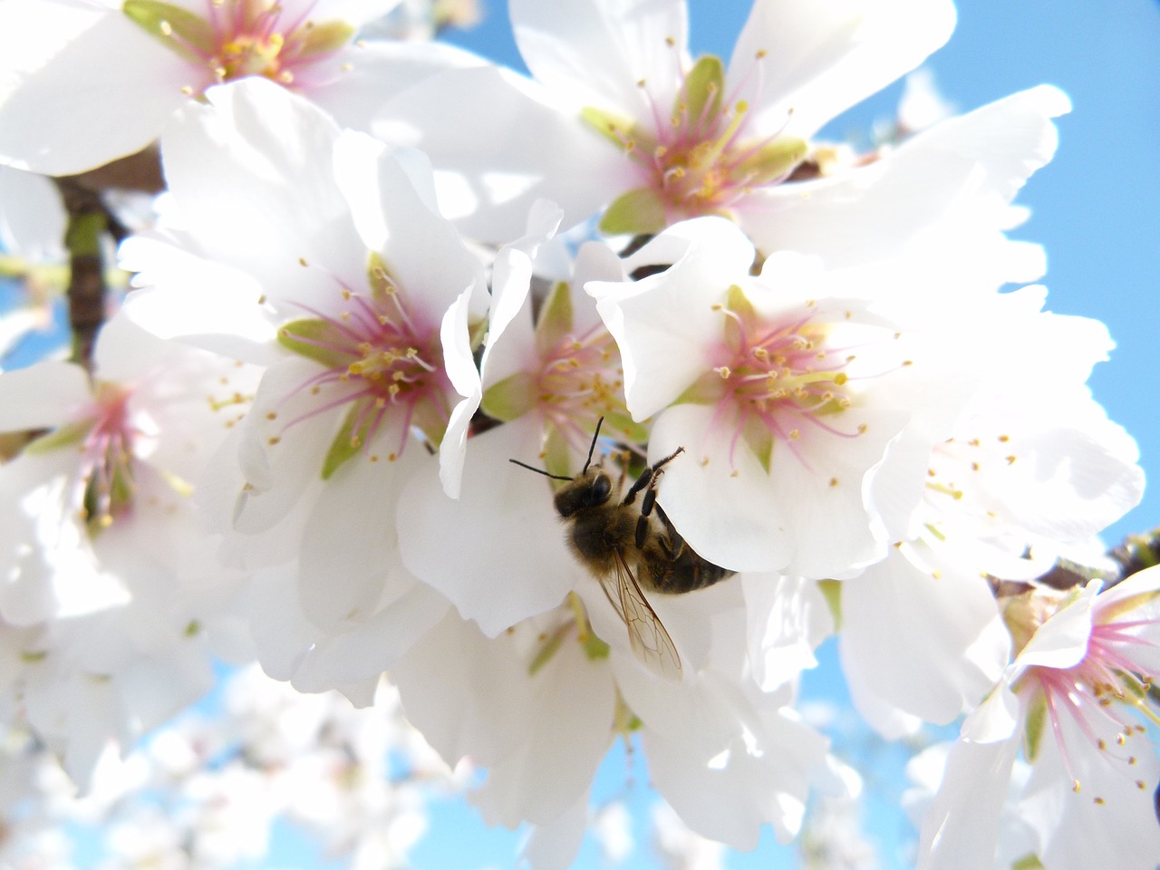 almond tree  flower  bee free photo