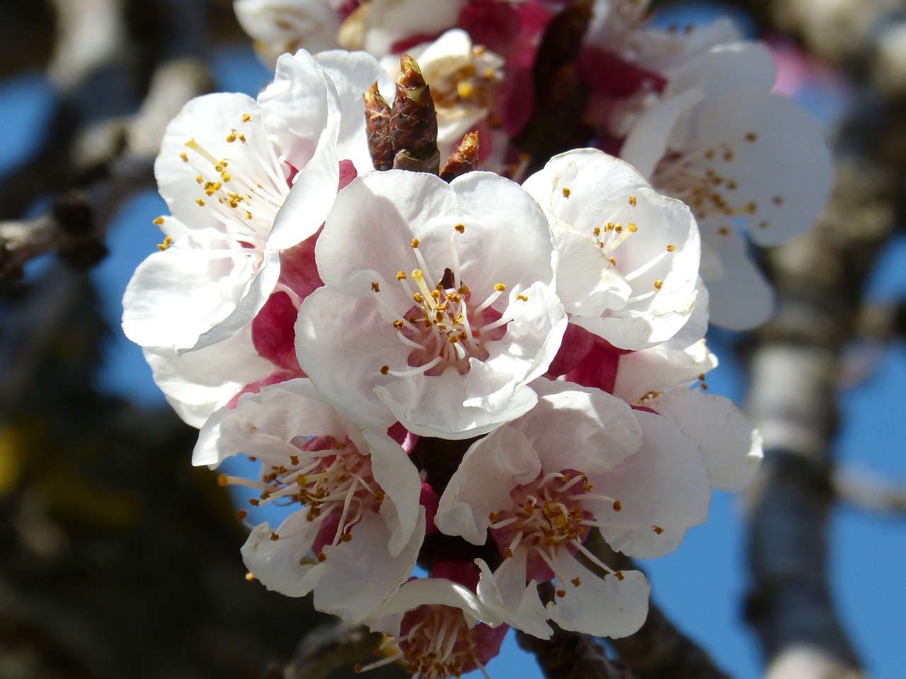 almond tree  flower  knob free photo
