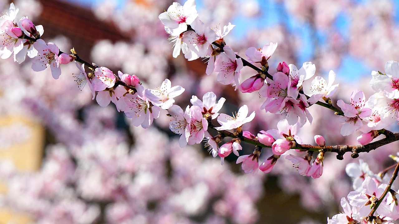 almond tree  blossom  bloom free photo