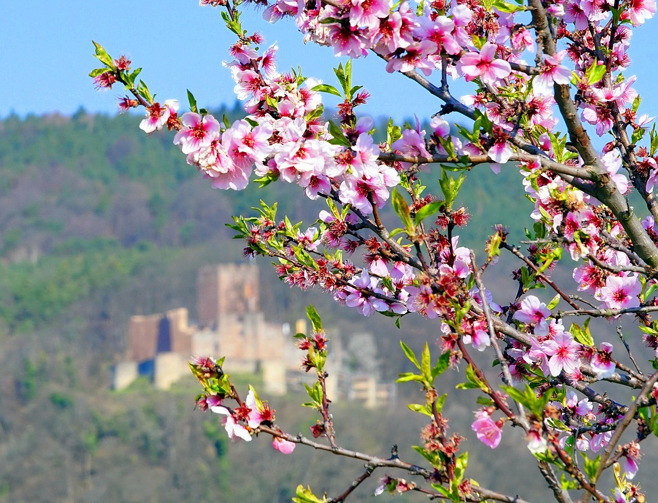 almond tree  blossom  bloom free photo