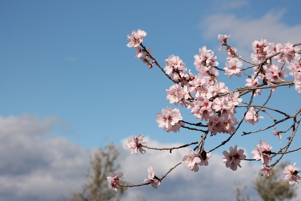 almond tree  flowering  flowers free photo