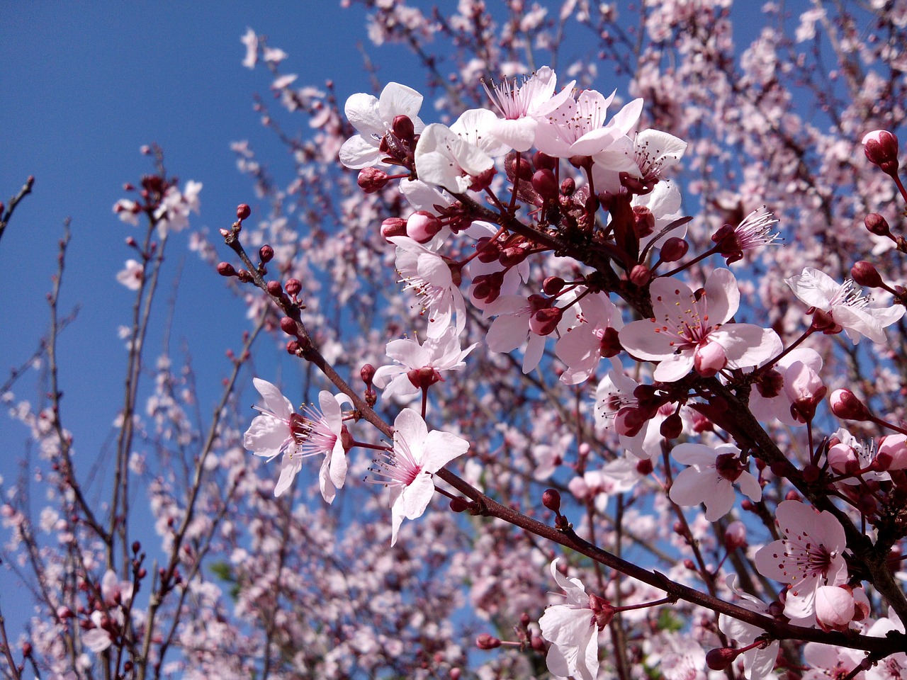 almond tree branches flower free photo