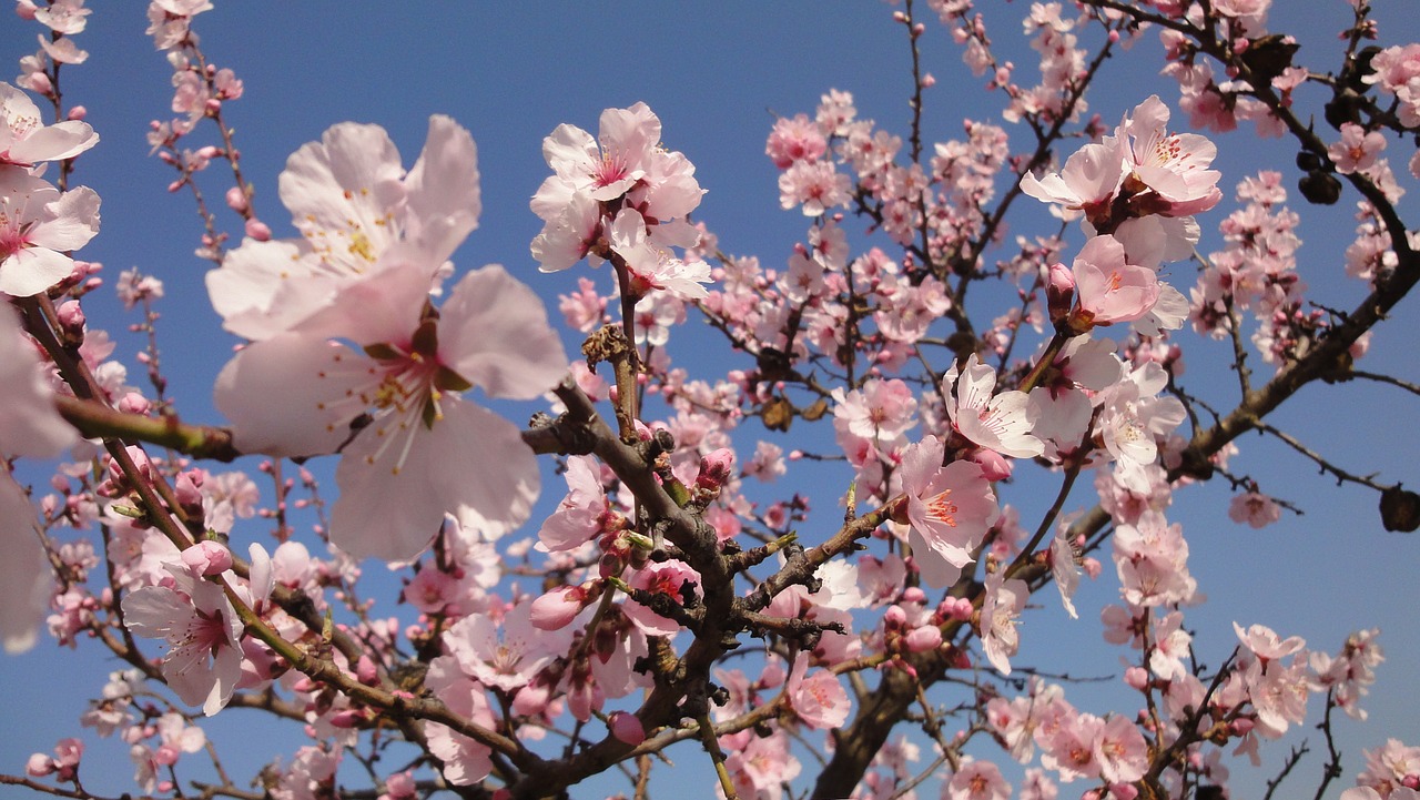 almond tree pink bloom free photo