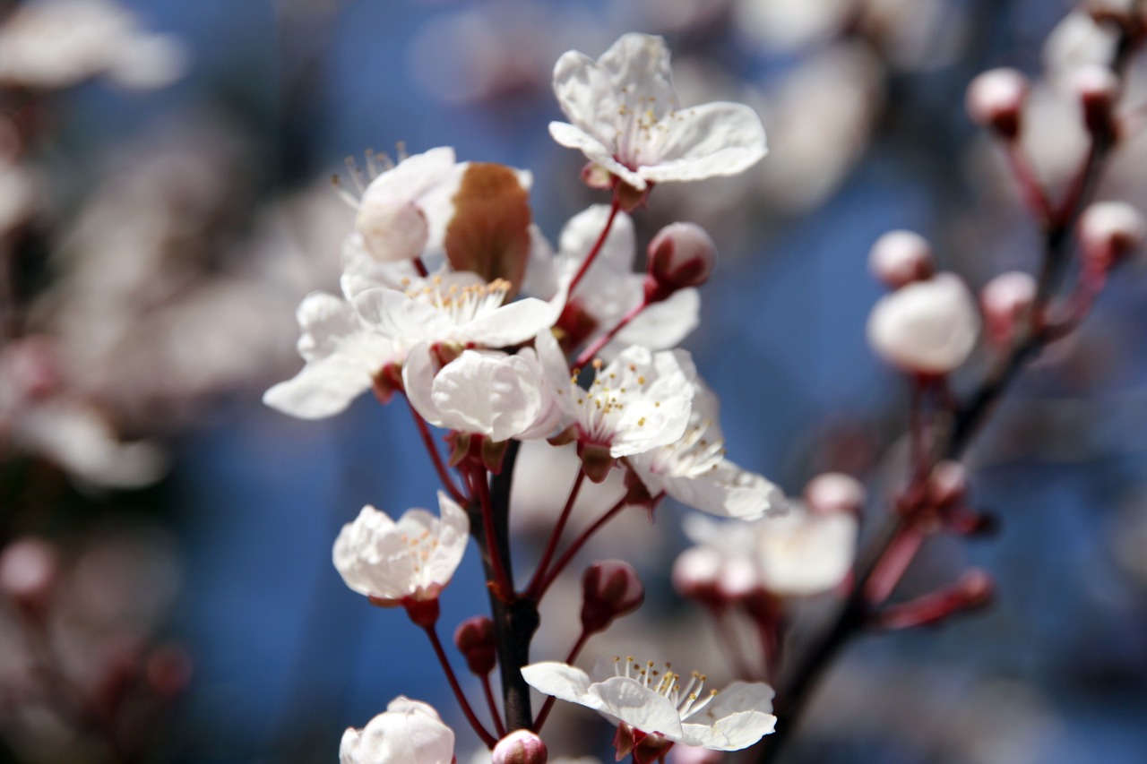almond tree flower petal free photo