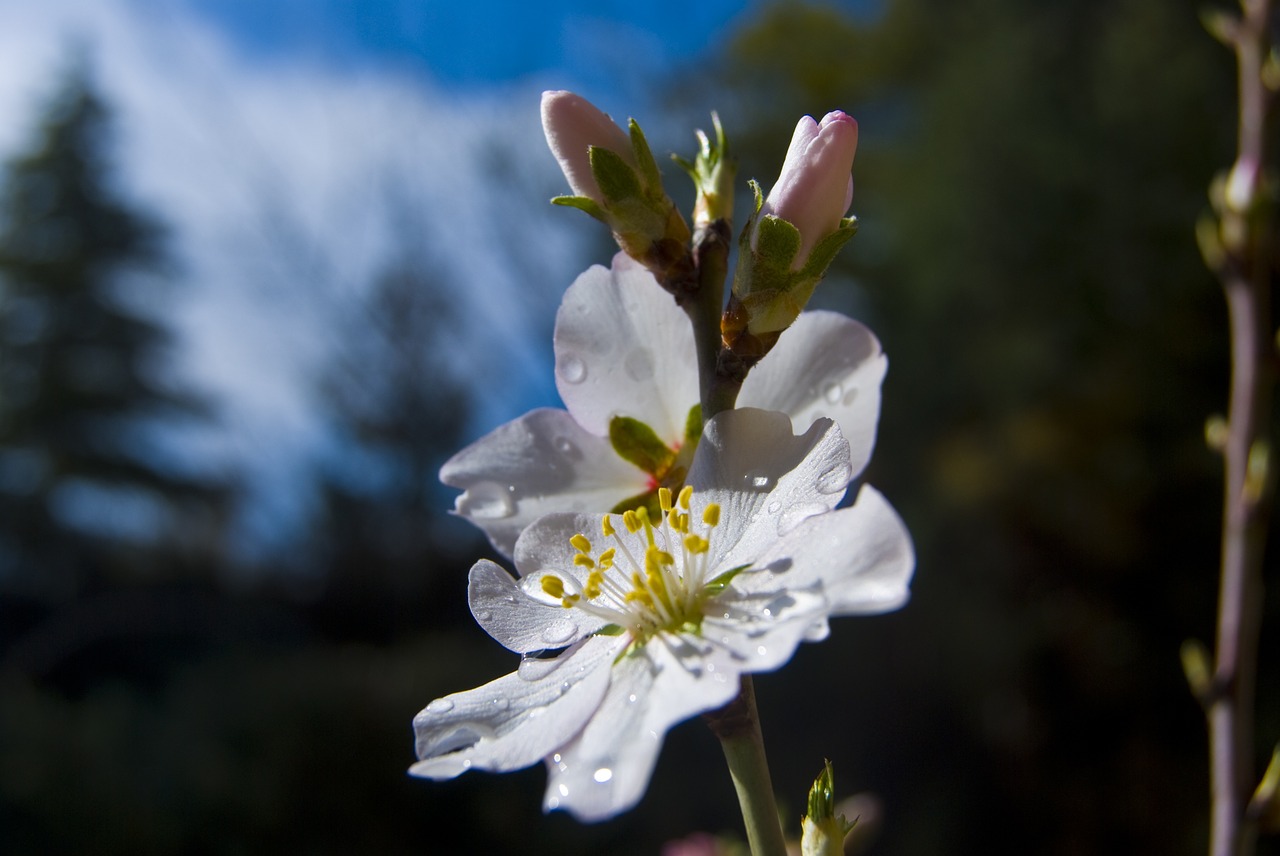almond tree flower spring free photo