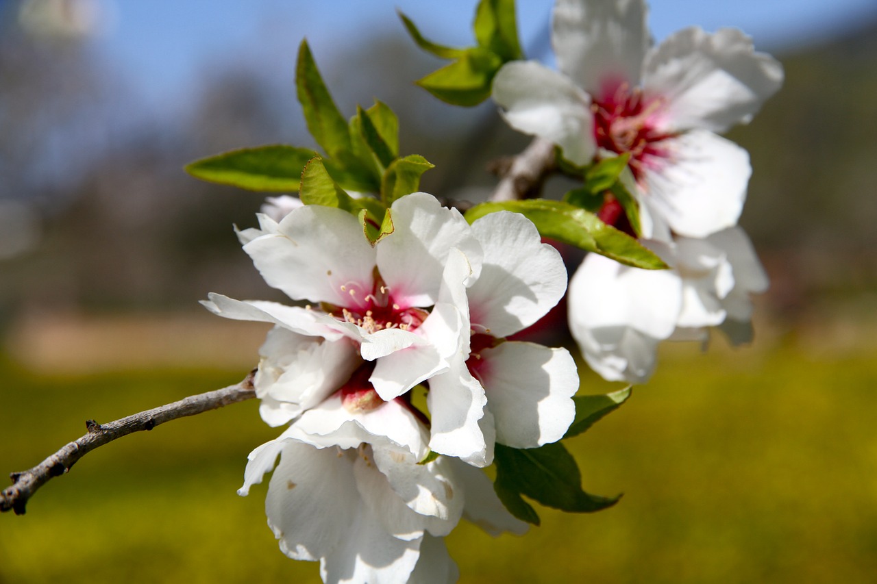 almond tree flower field free photo