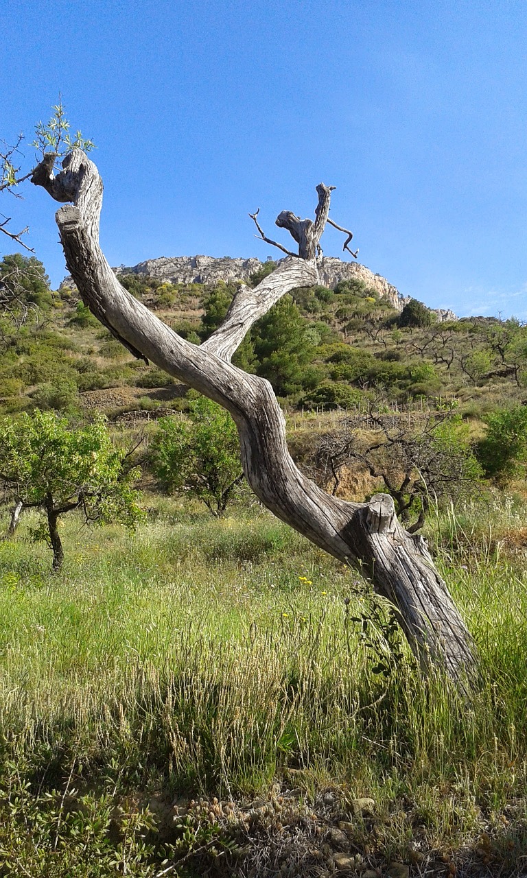 almond tree sky trunk free photo