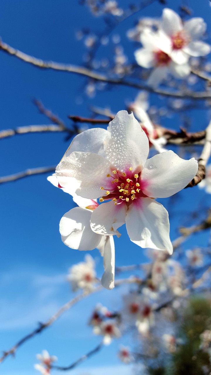 almond tree in blossom february in mallorca white flowers free photo