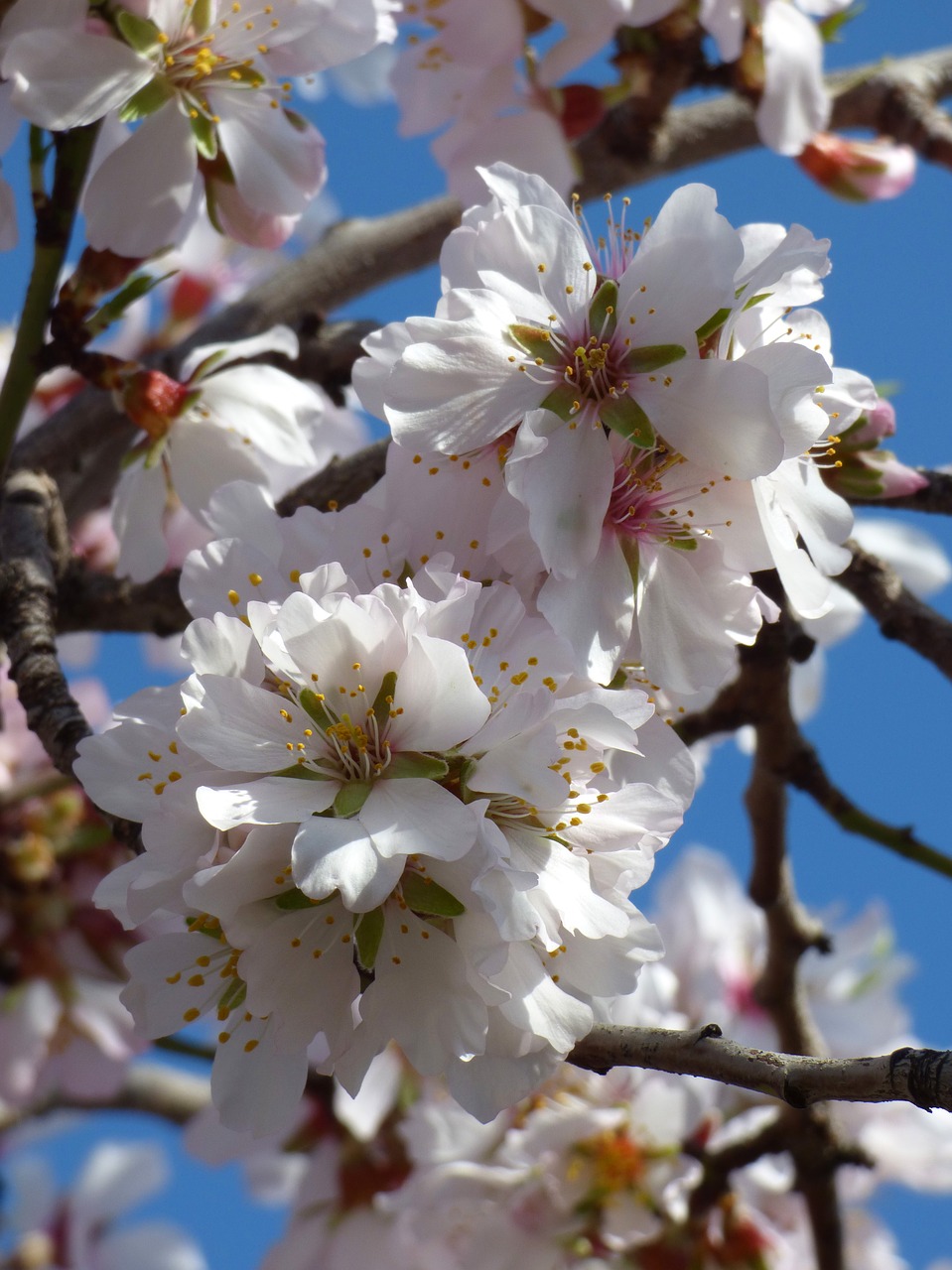 almond tree in blossom flowers florir free photo