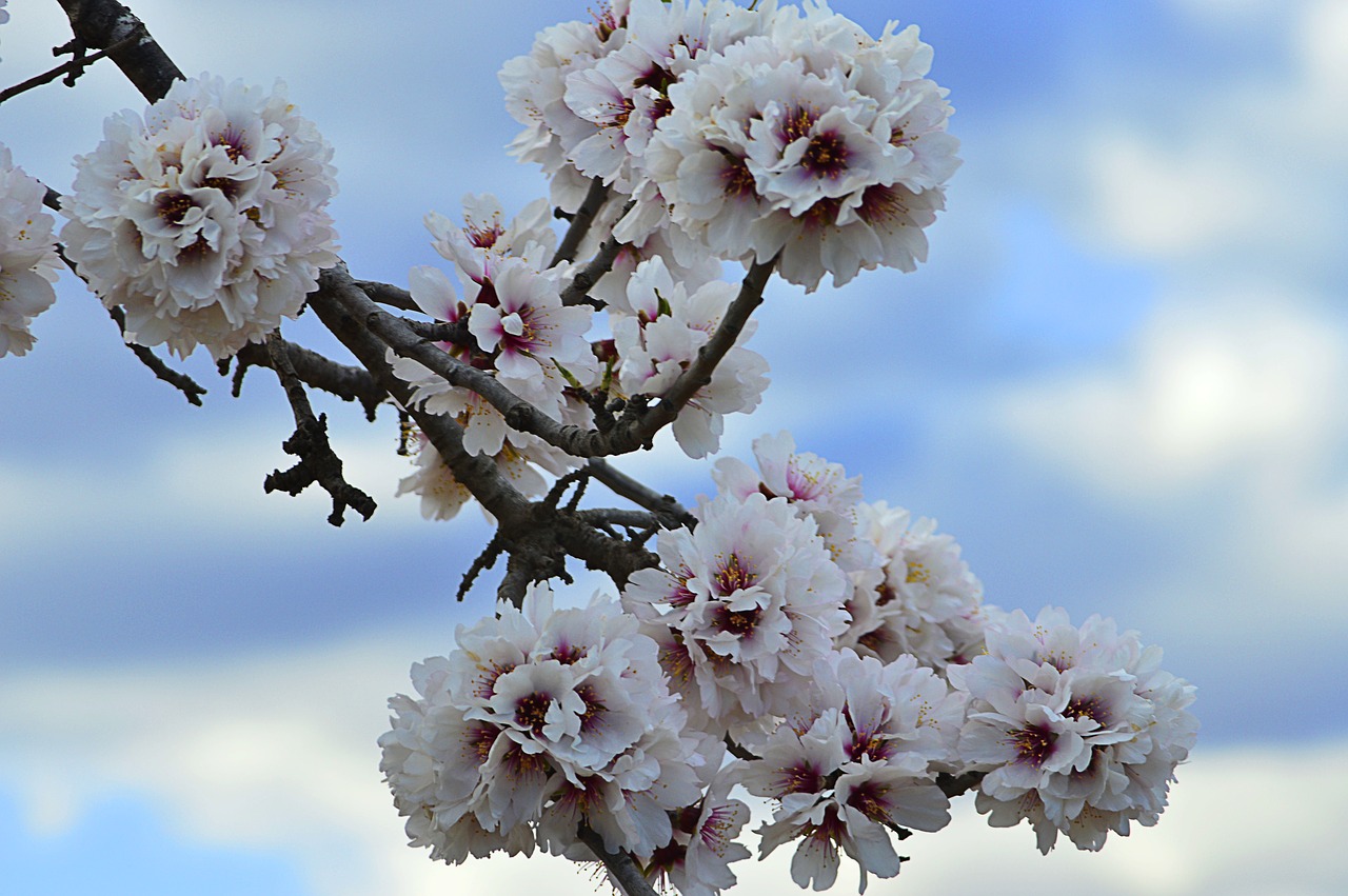 almond tree in blossom  flowery branch  flowering free photo