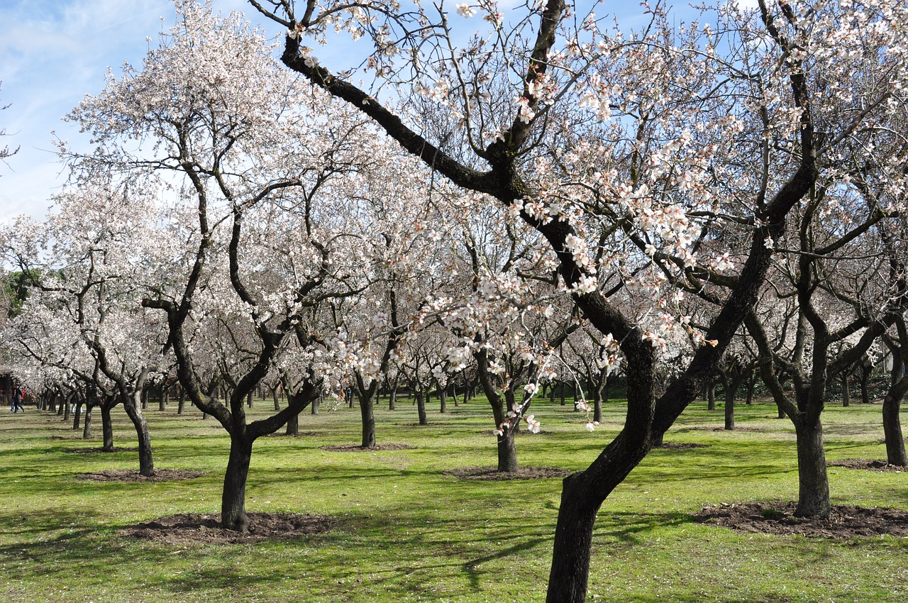 almond trees flowers spring free photo