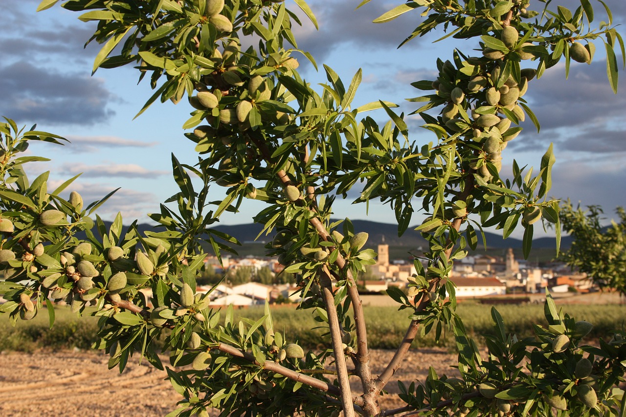 almond trees almonds tree free photo