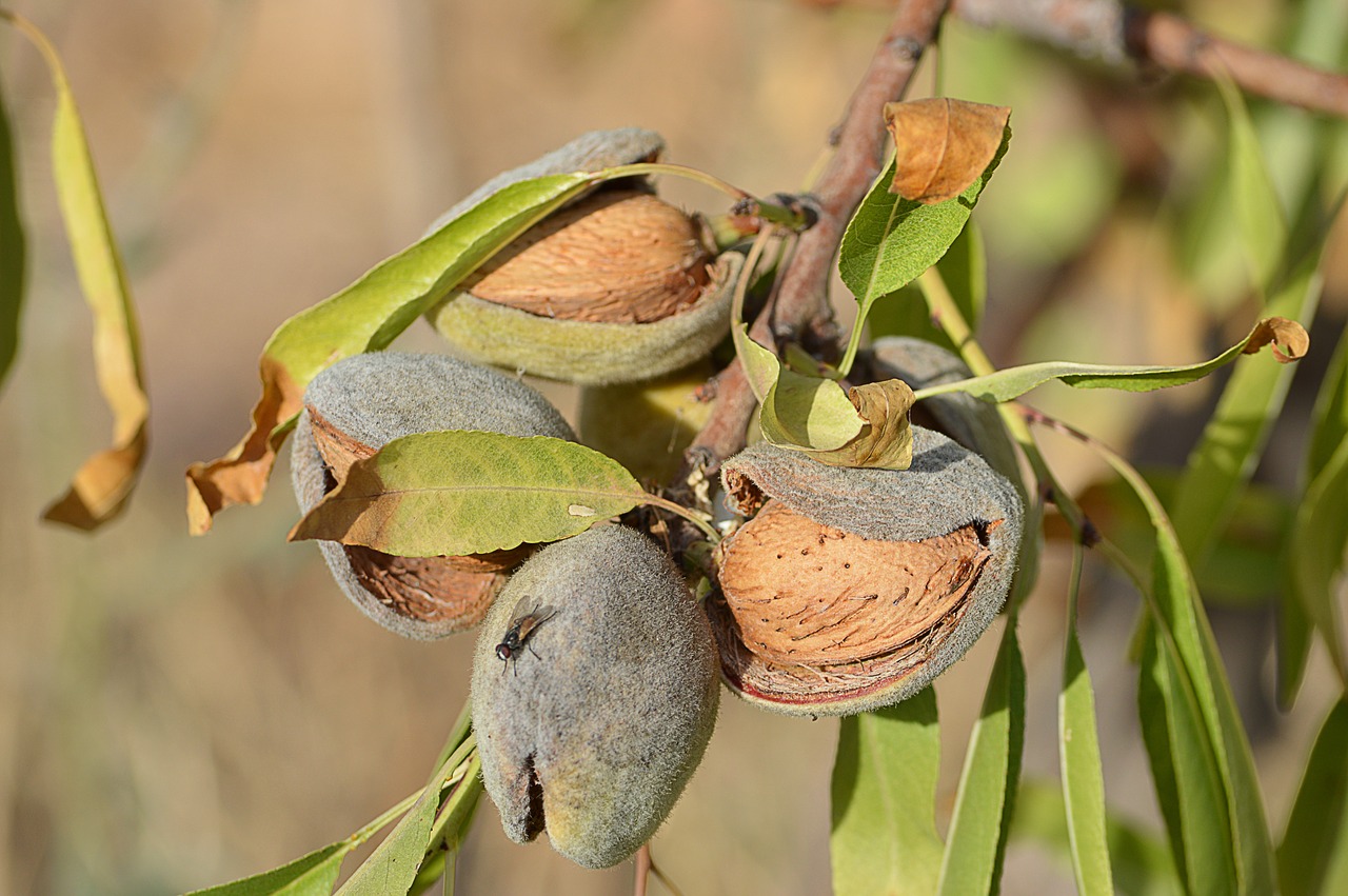 almonds maturation dried fruits free photo