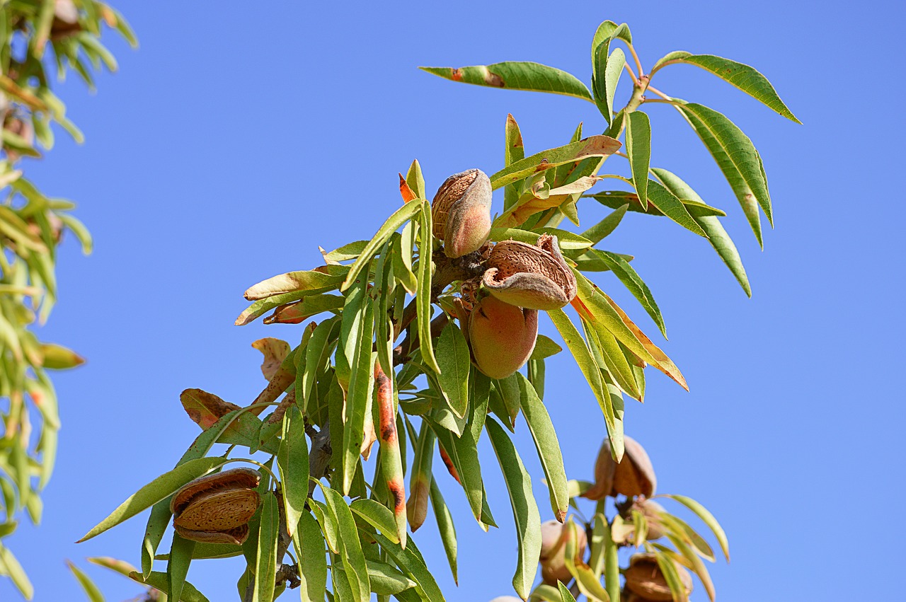 almonds maturation agriculture free photo