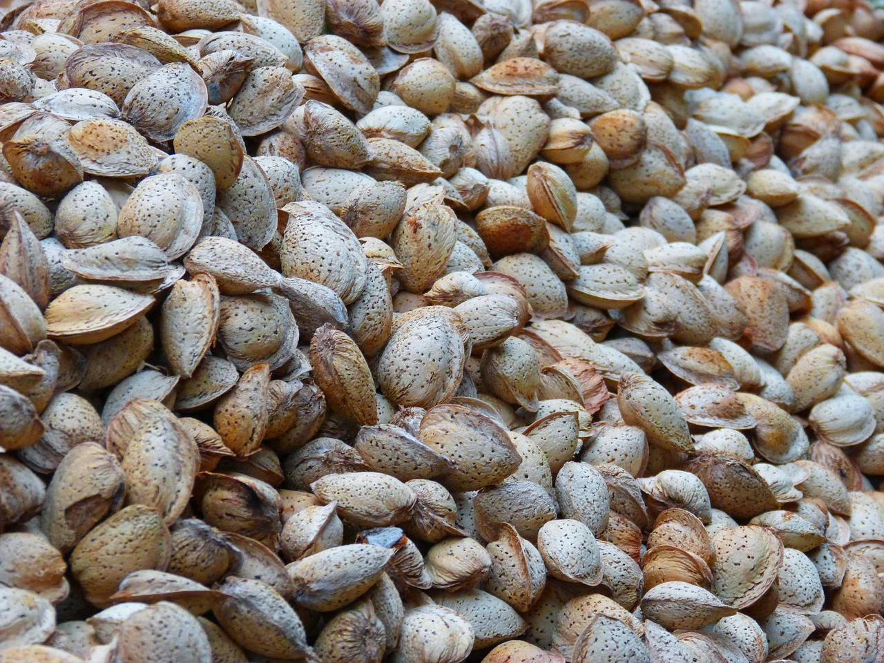almonds dried fruits dry in the sun free photo