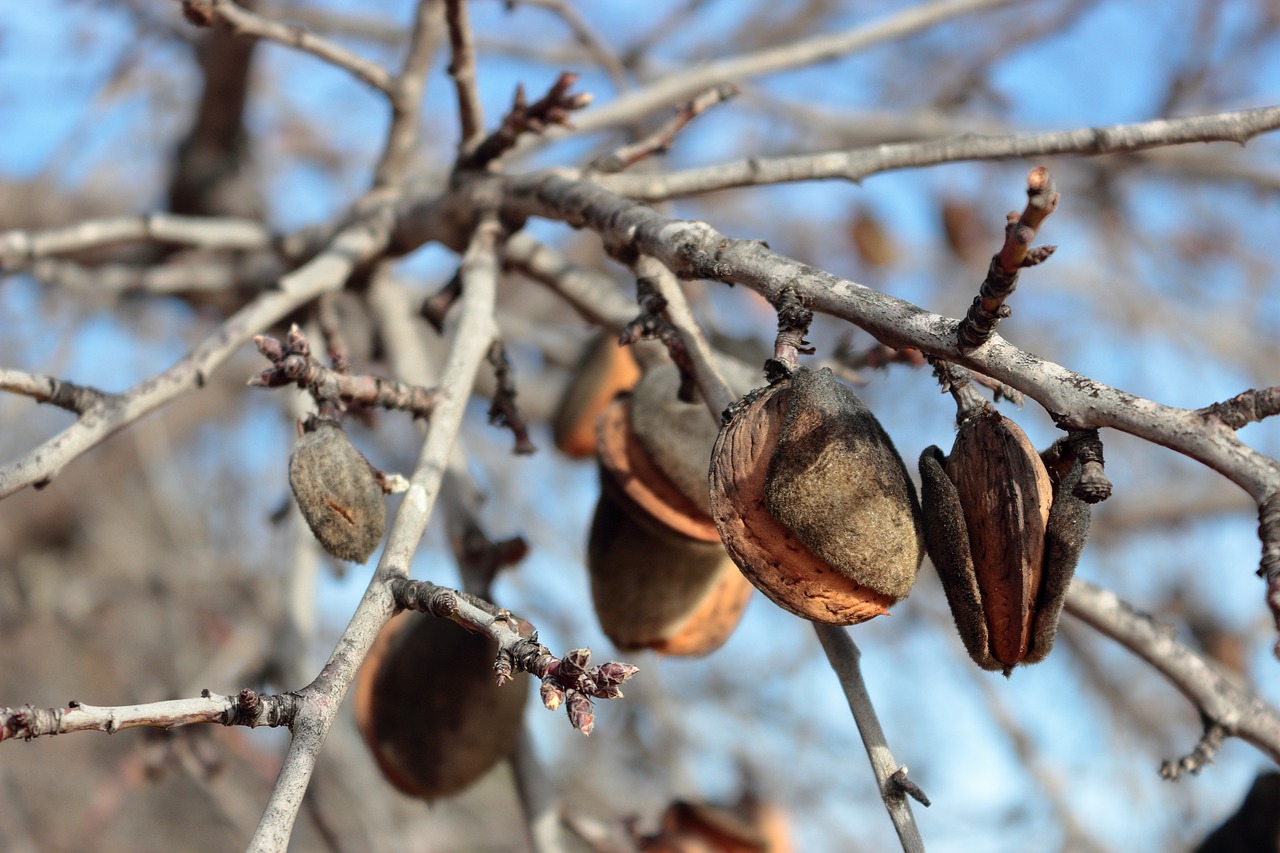 almonds  almond tree  tree free photo