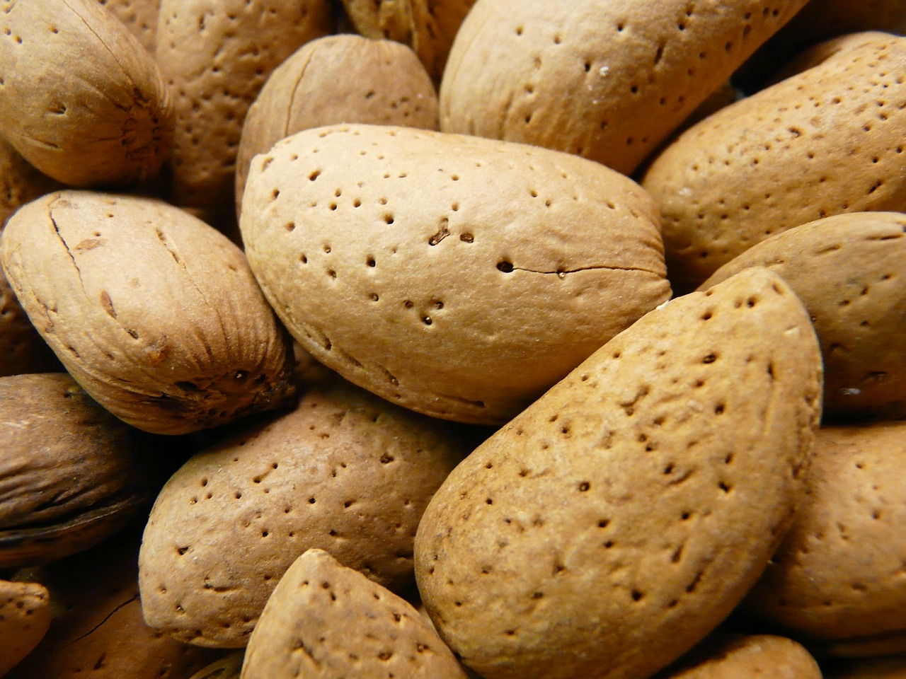 almonds nuts shell free photo