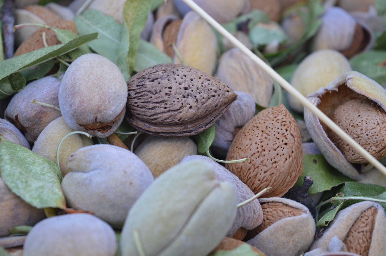 almonds dried fruit puglia free photo