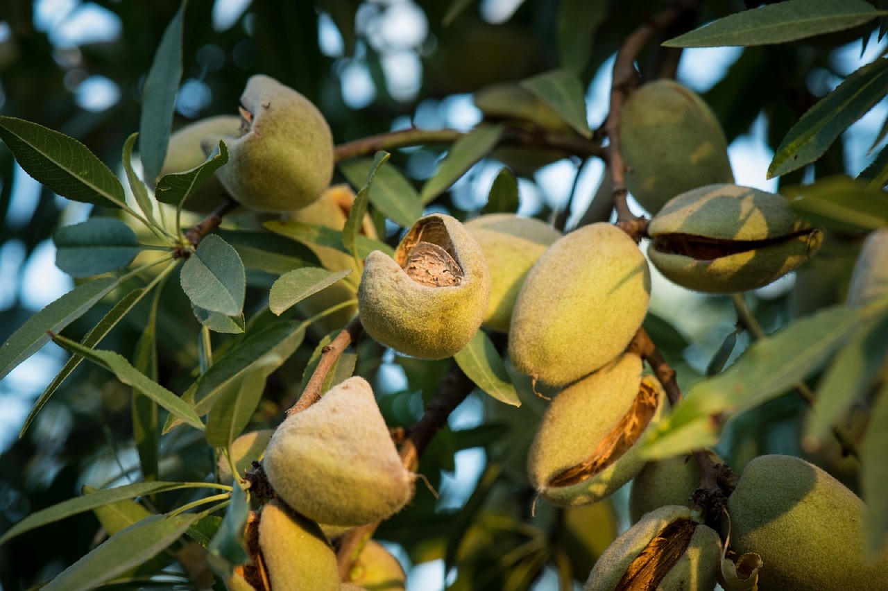 almonds tree growing free photo