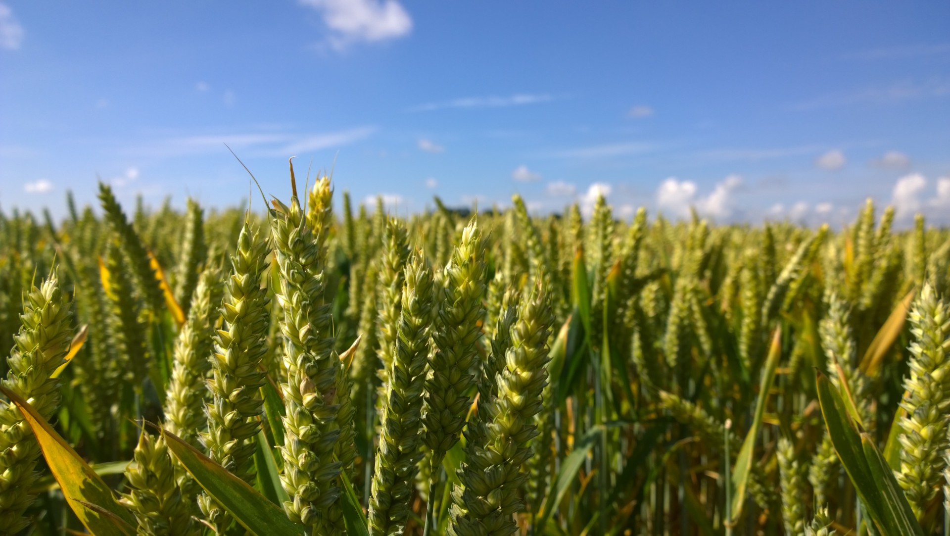 kent kentish countryside free photo