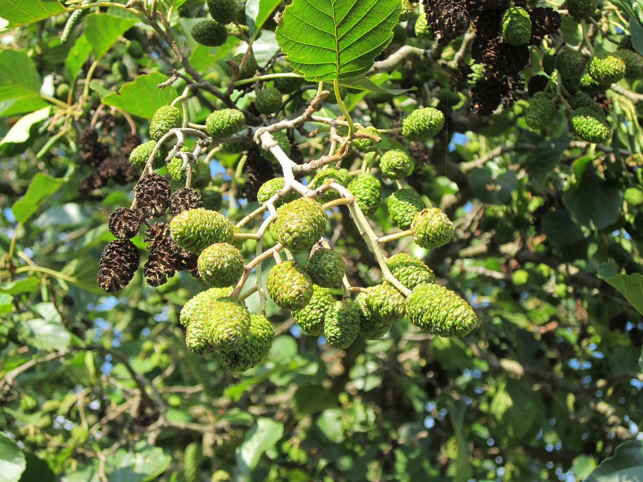 alnus glutinosa alder common alder free photo