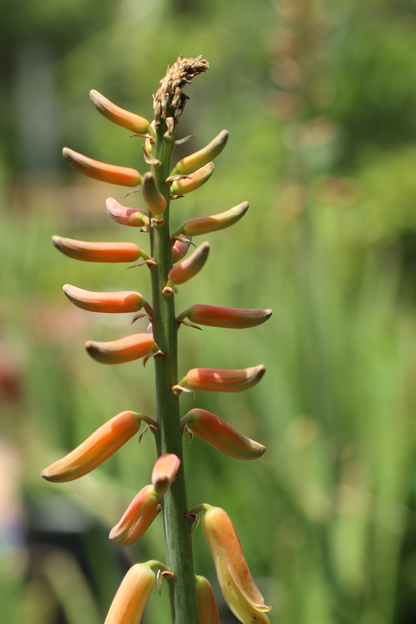 alo vera flower  orange  green free photo