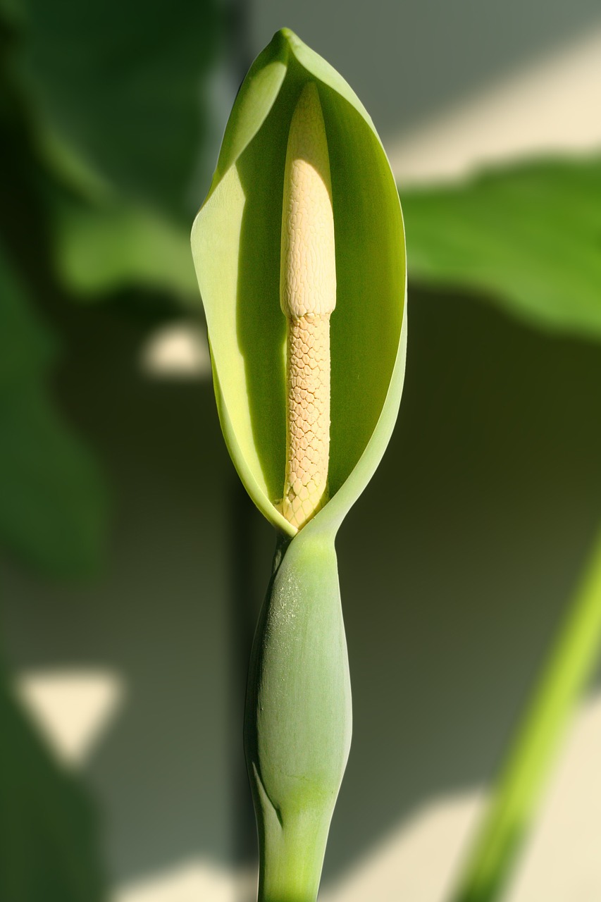 alocasia macrorrhizoz plant blossom free photo