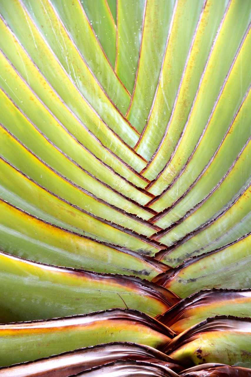 aloe vera plant free photo