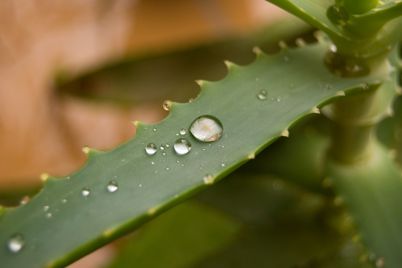 aloe plant rain free photo