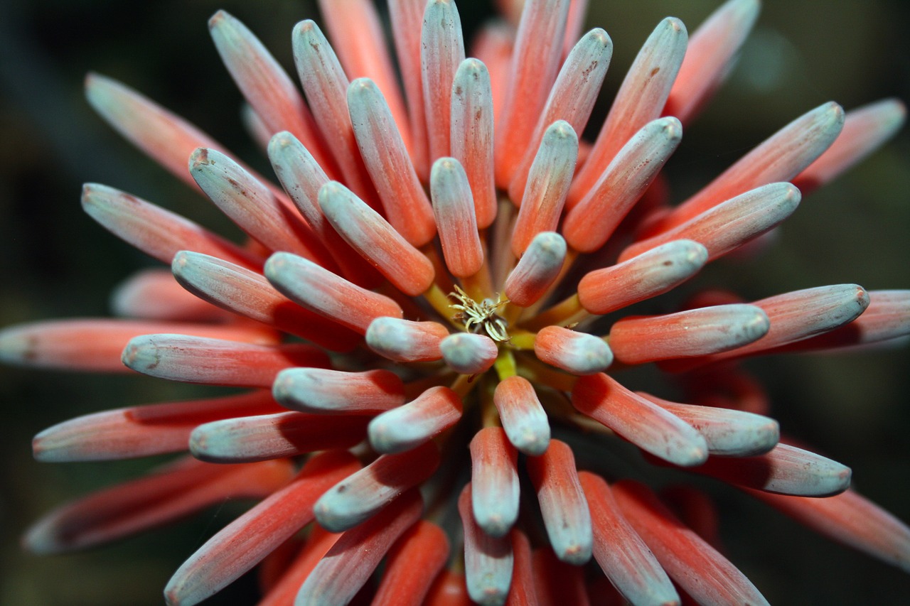aloe flower nectar free photo