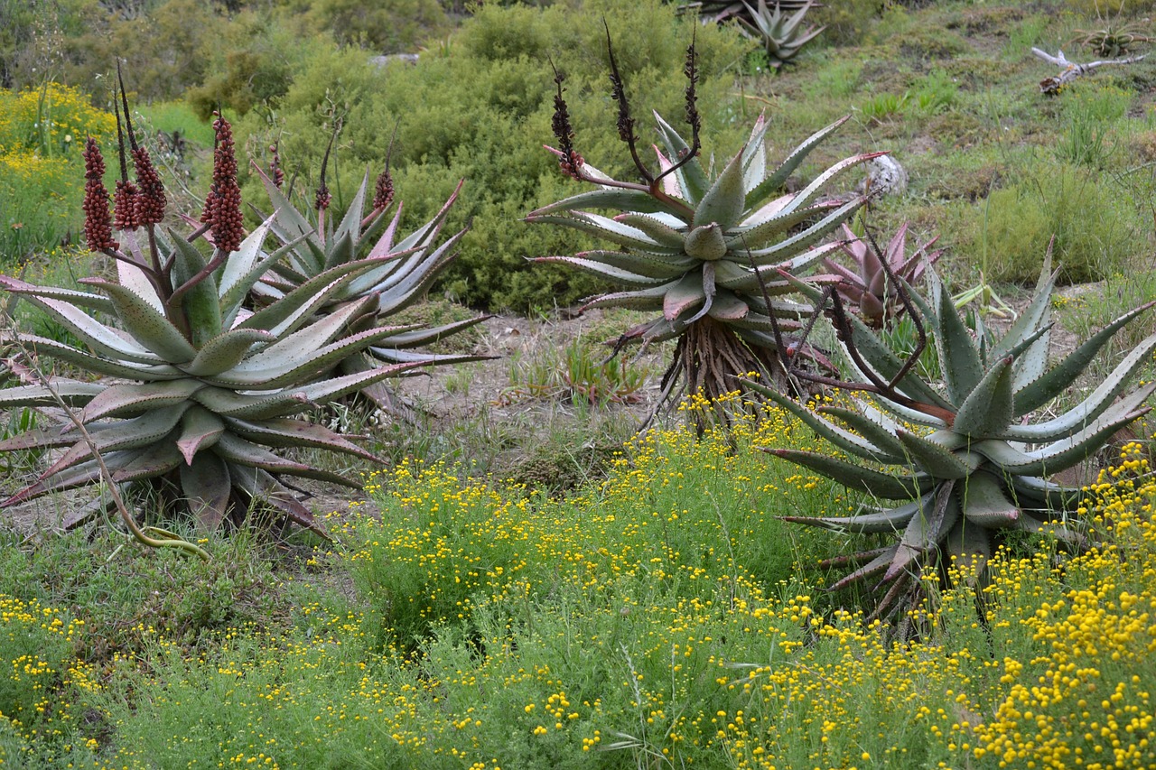 aloe south africa desert free photo