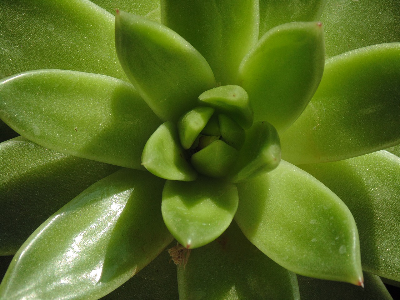 aloe green plant free photo