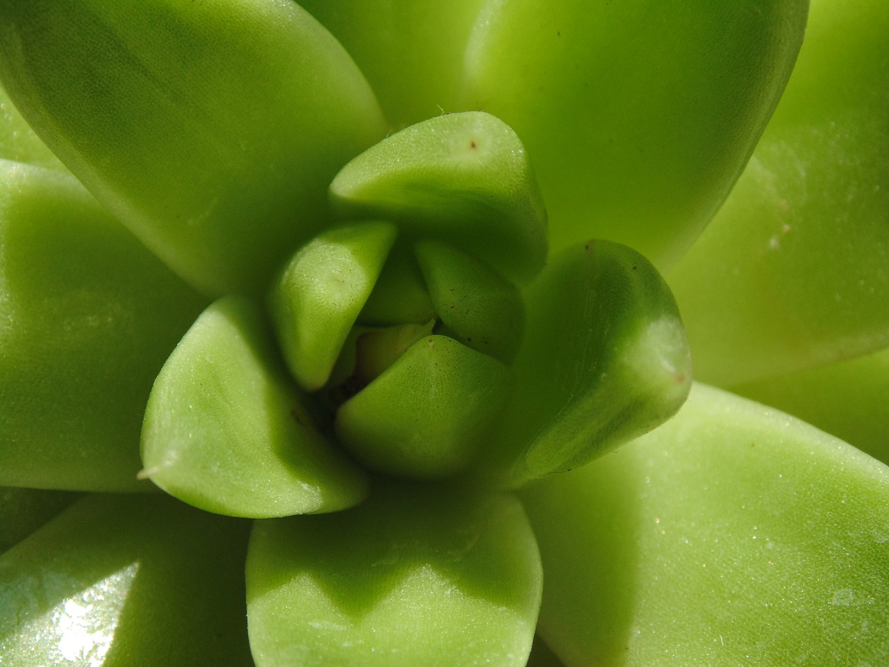 aloe green plant free photo