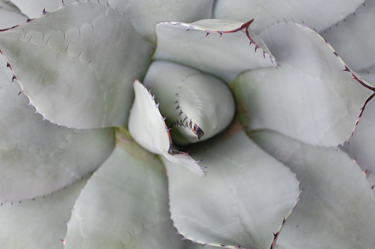 aloe desert plant cactus free photo