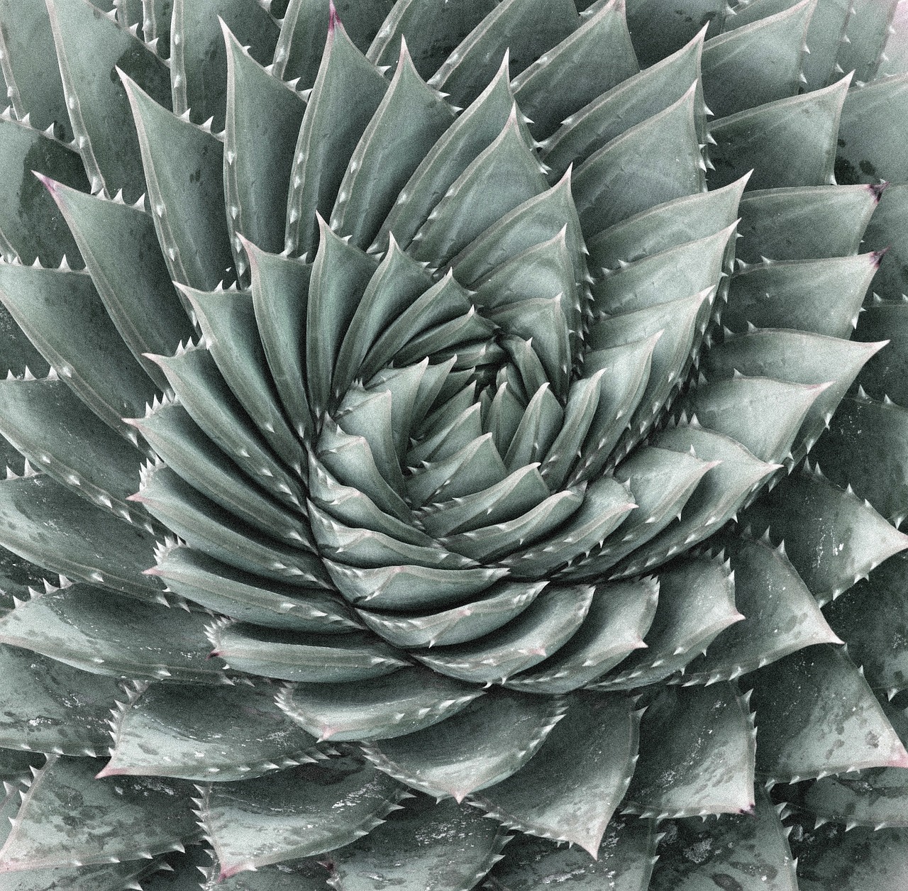 aloe cactus rotate free photo