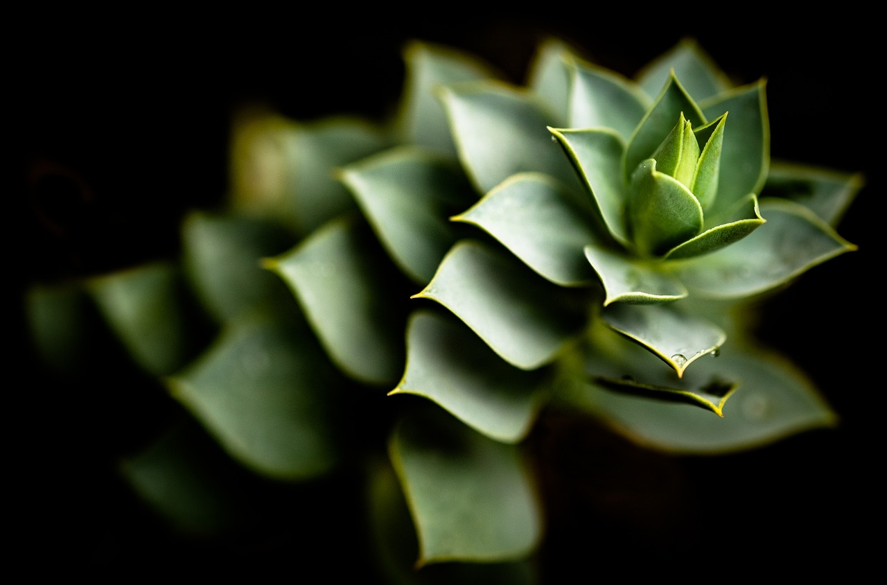 aloe cactus plant free photo