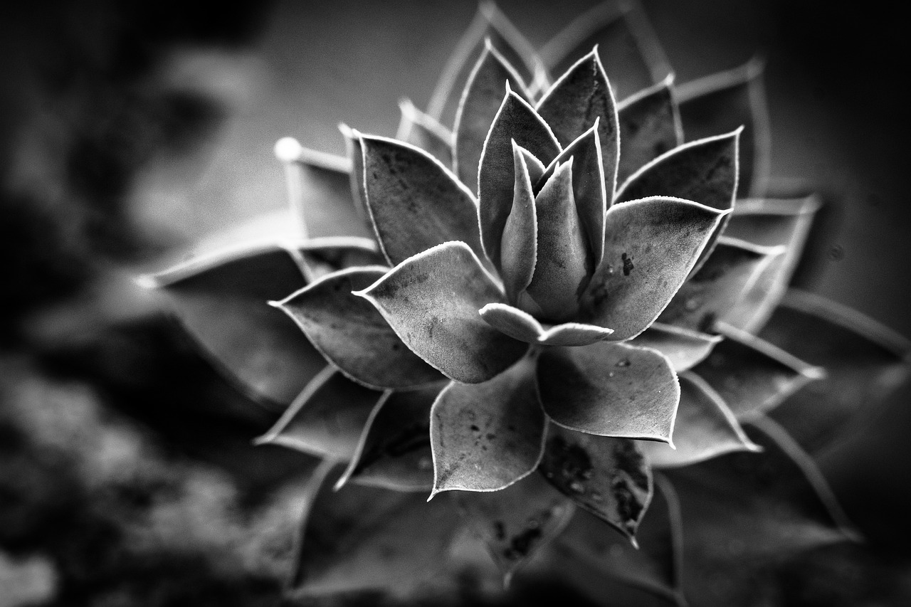 aloe black and white plant free photo