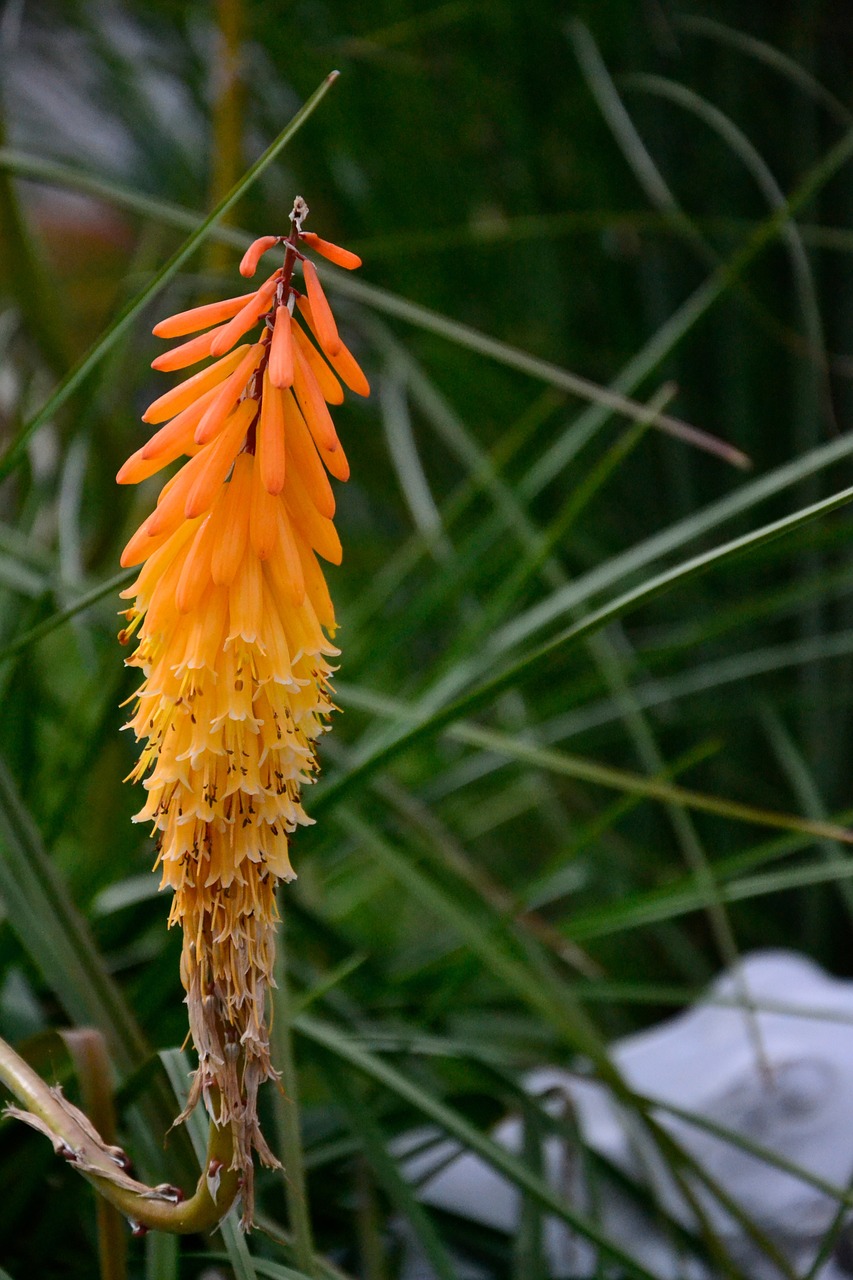 aloe flower orange free photo