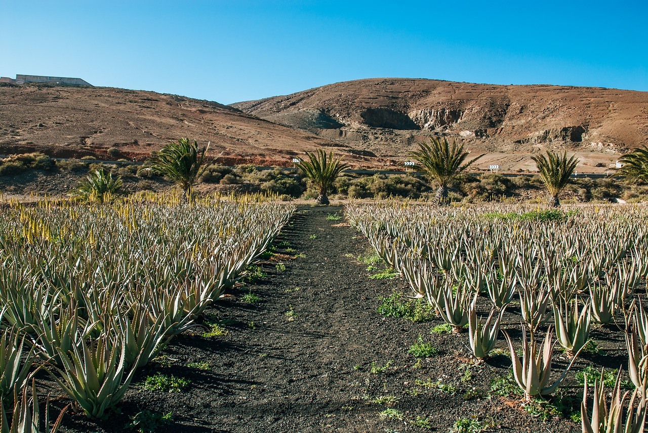 aloe  succulent  cactus free photo