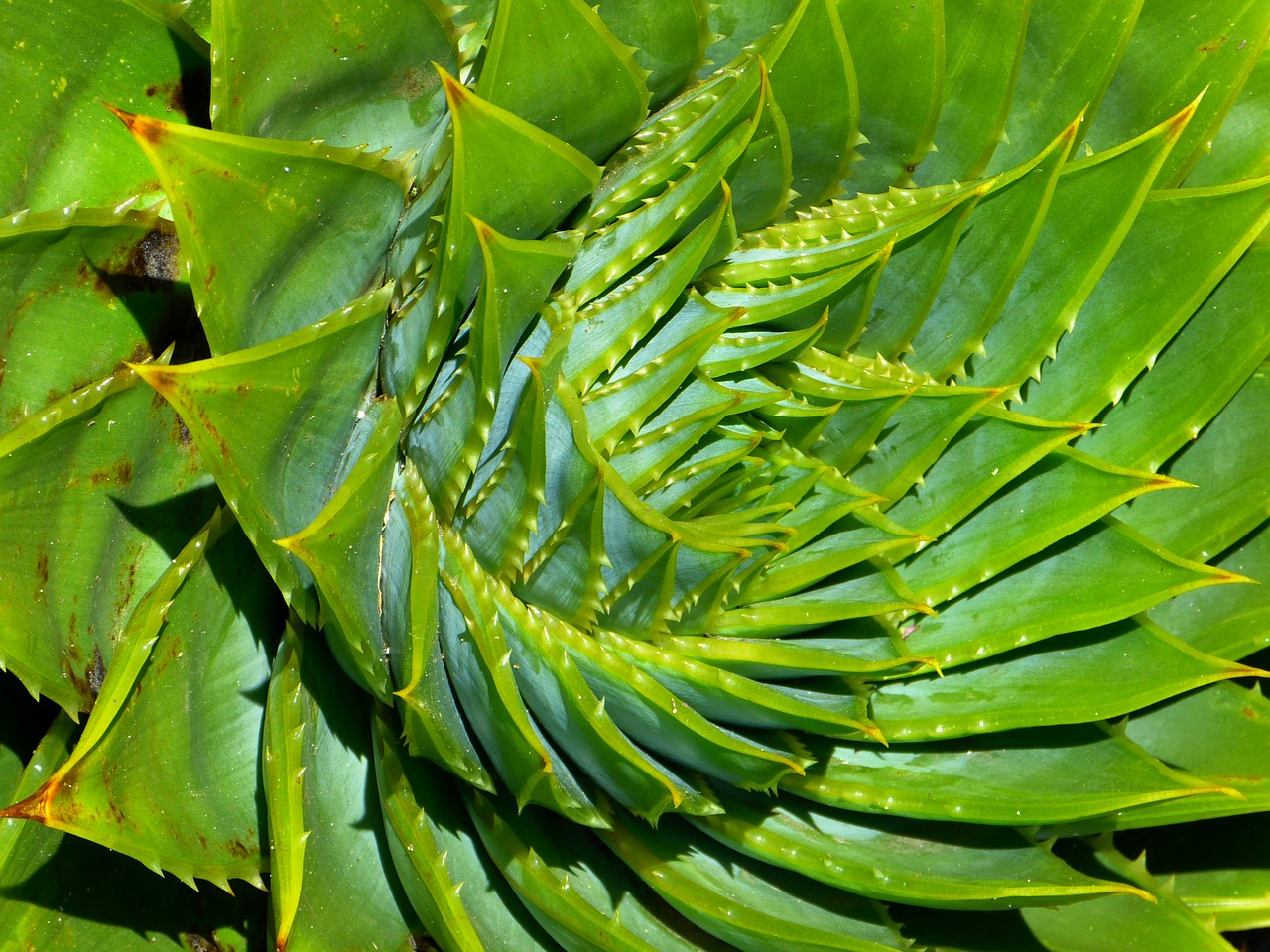 aloe succulent aloe polyphylla free photo