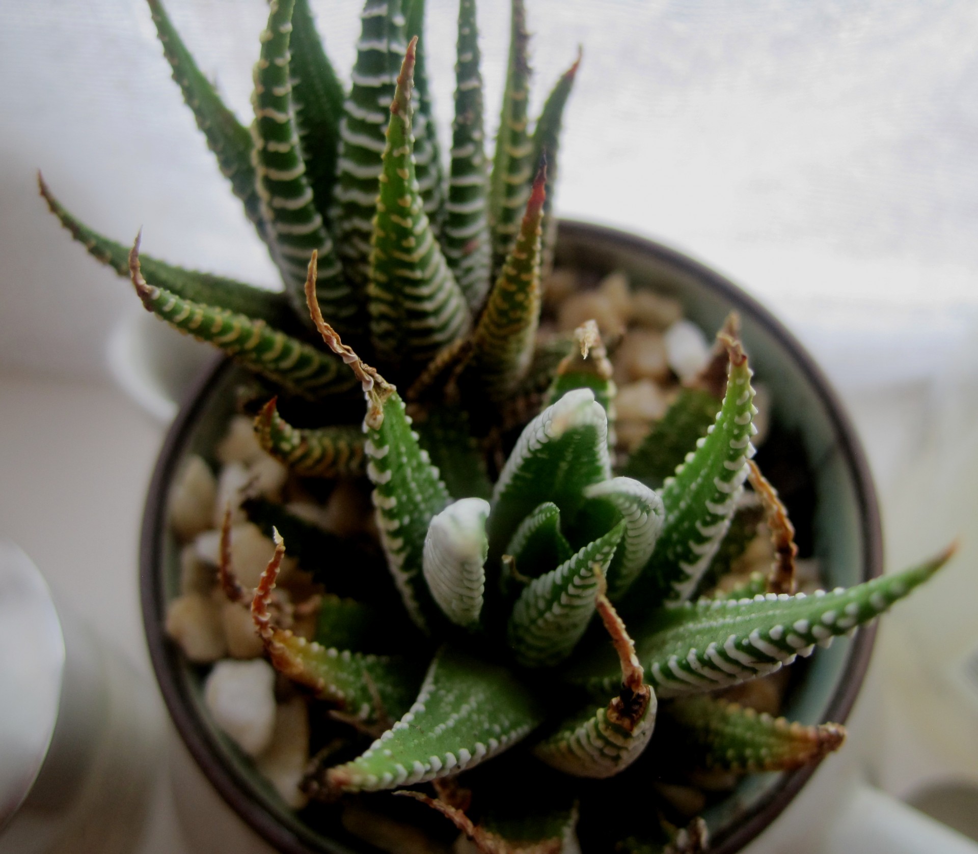 succulent aloe small free photo